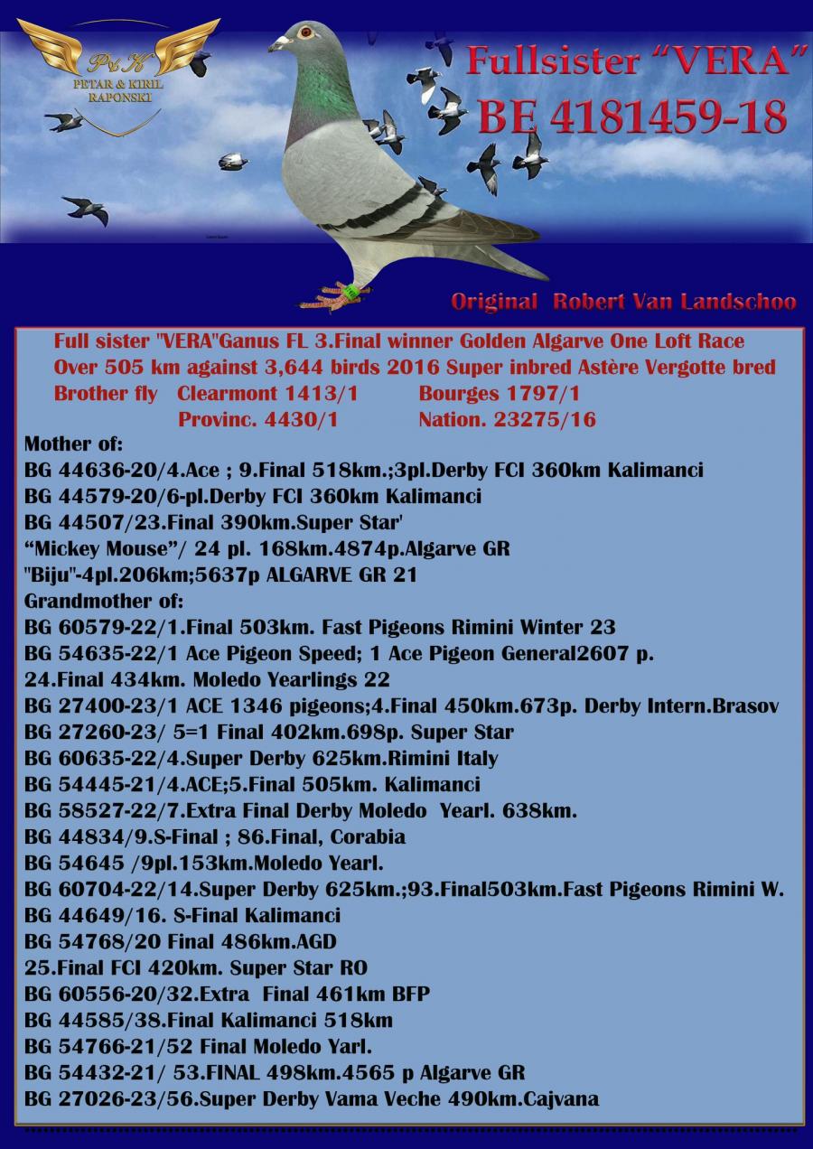 columbofil-licitatii-porumbei