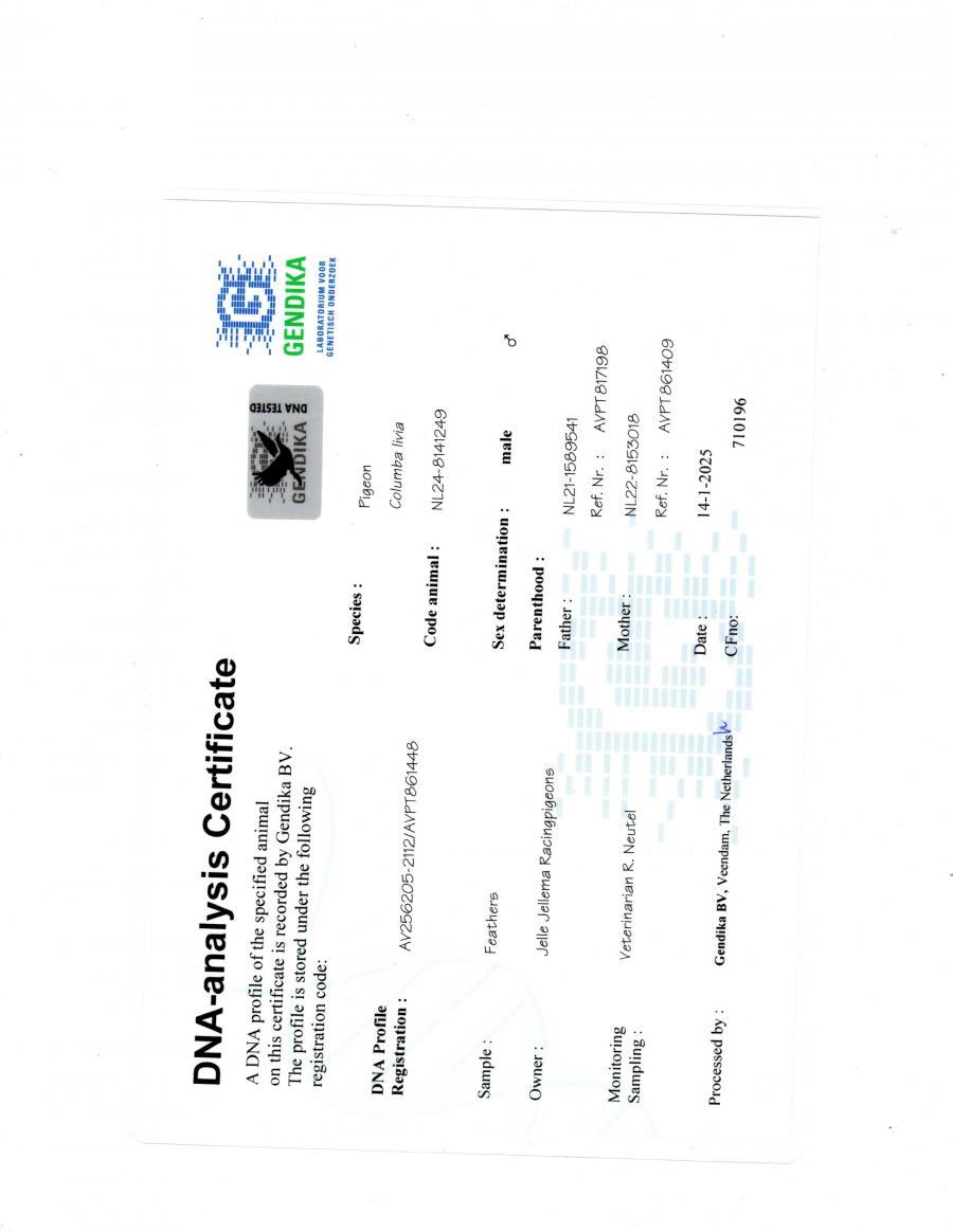 columbofil-licitatii-porumbei