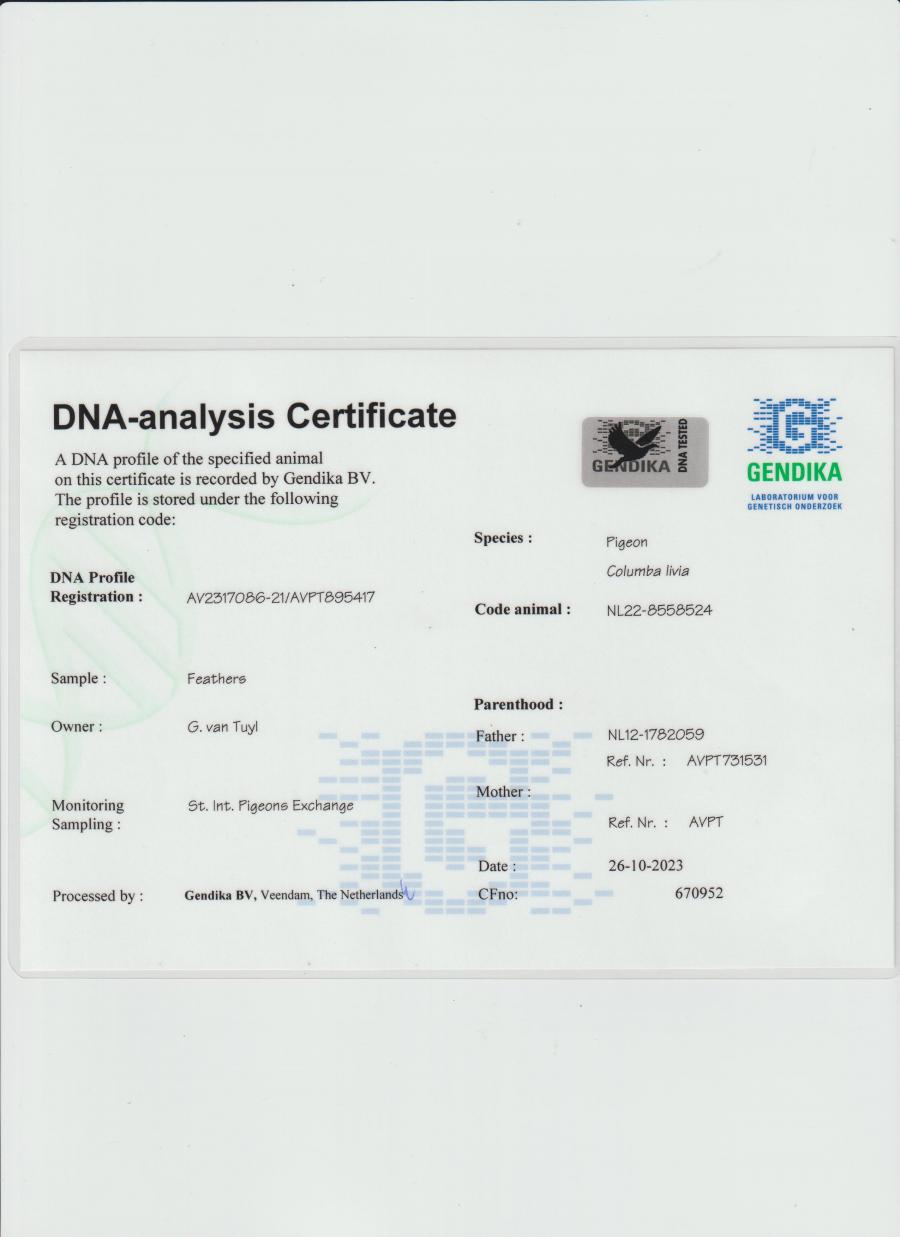 columbofil-licitatii-porumbei