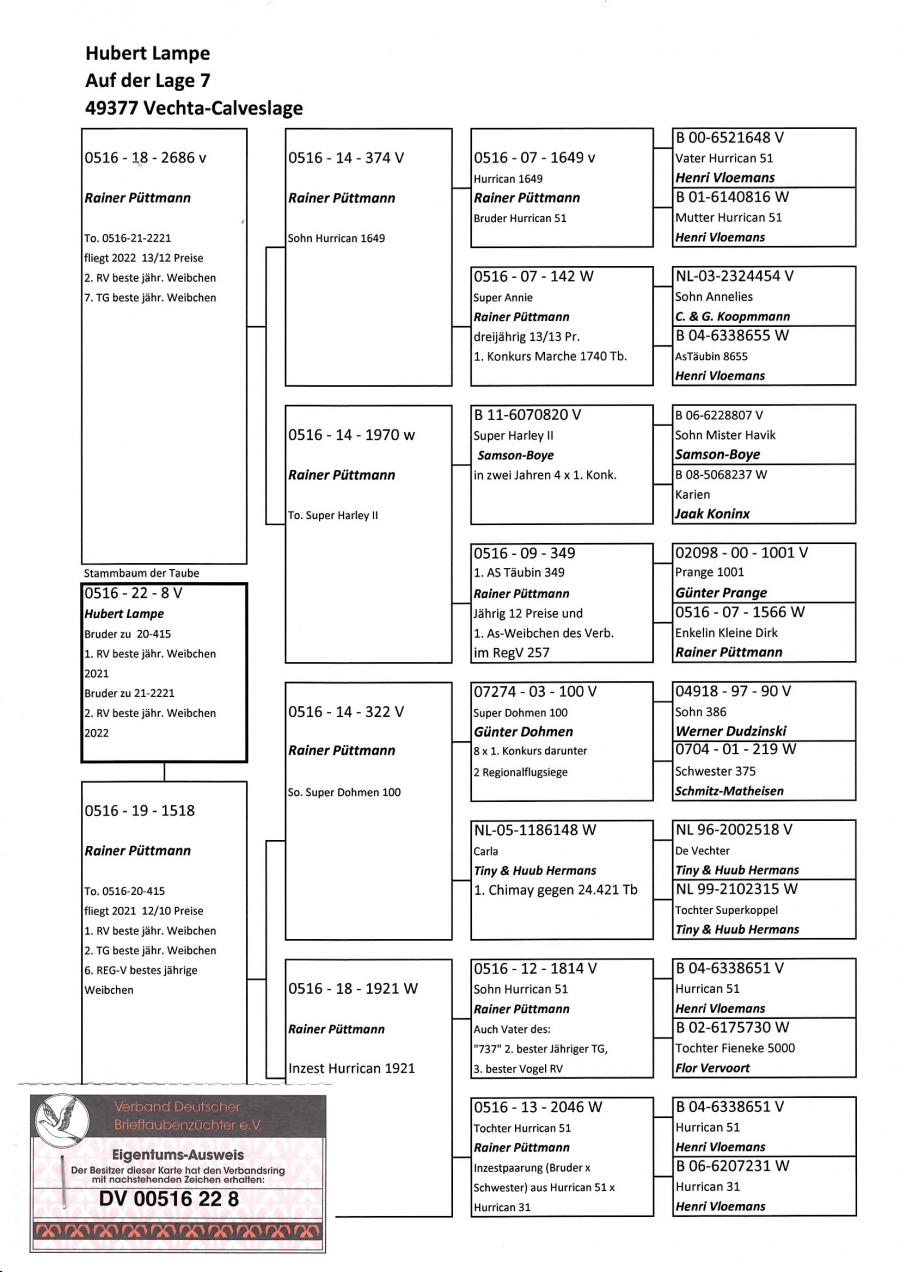 columbofil-licitatii-porumbei